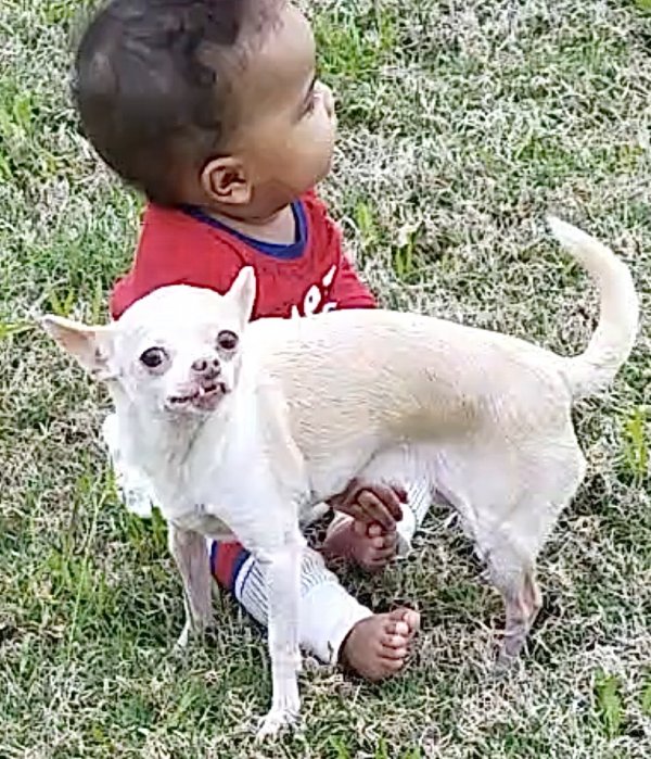 Safe Chihuahua in Richmond, TX