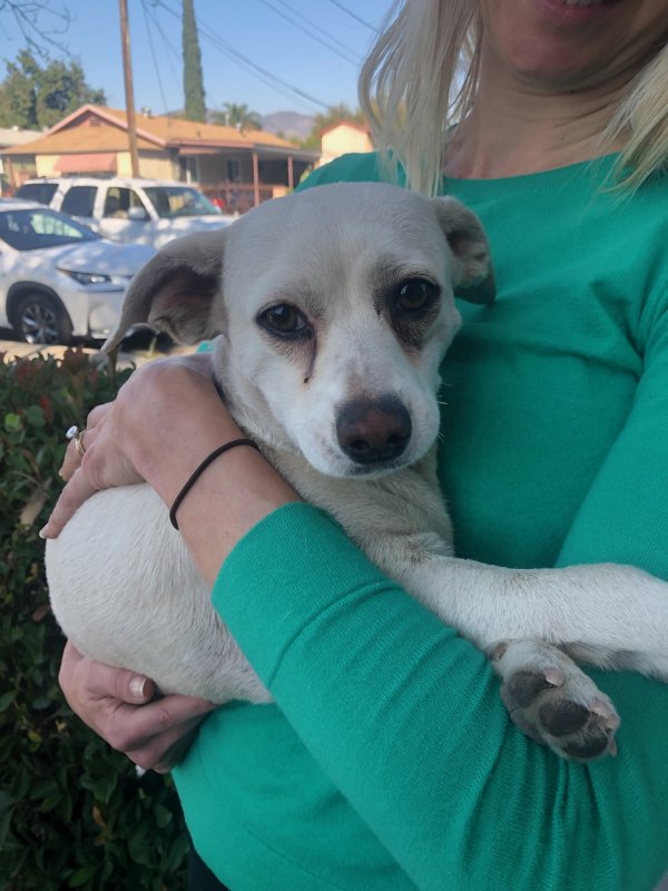 Safe Chihuahua in San Fernando, CA