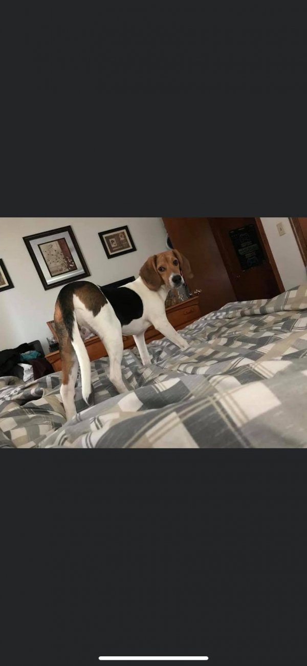 Safe Beagle in Gretna, VA