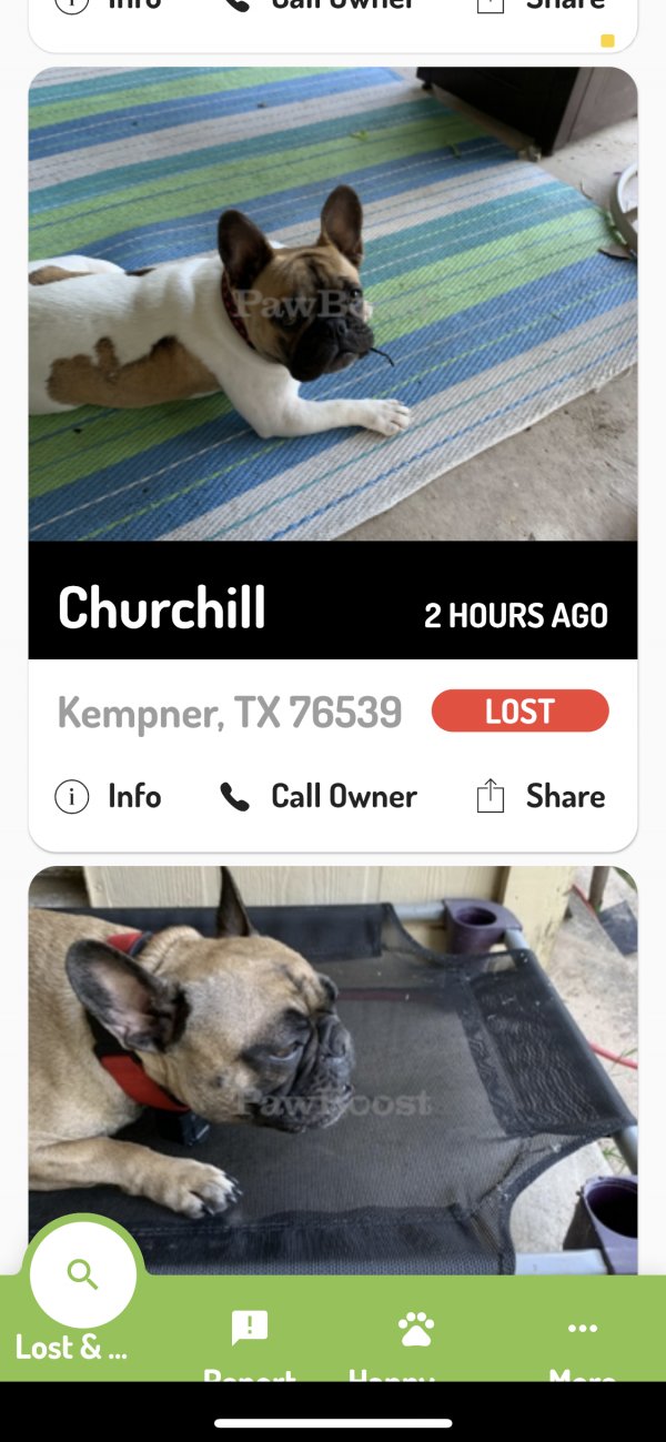 Safe French Bulldog in Kempner, TX