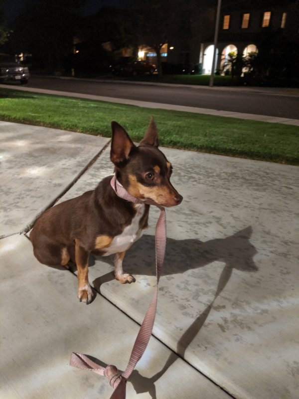 Safe Dog in Corona, CA