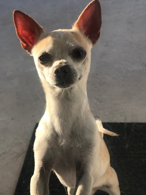 Safe Chihuahua in Lynwood, CA