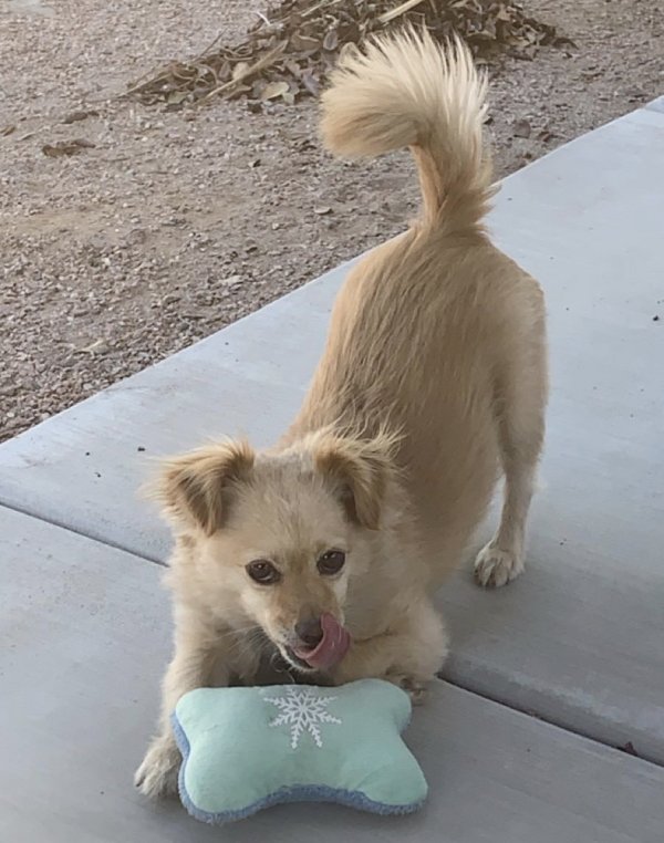 Safe Chihuahua in Apache Junction, AZ