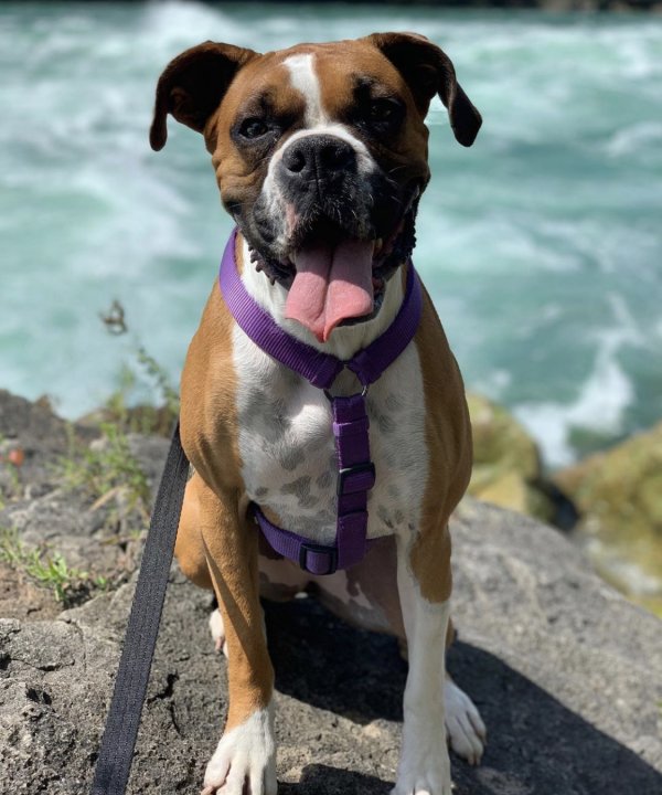 Safe Boxer in Greeley, CO