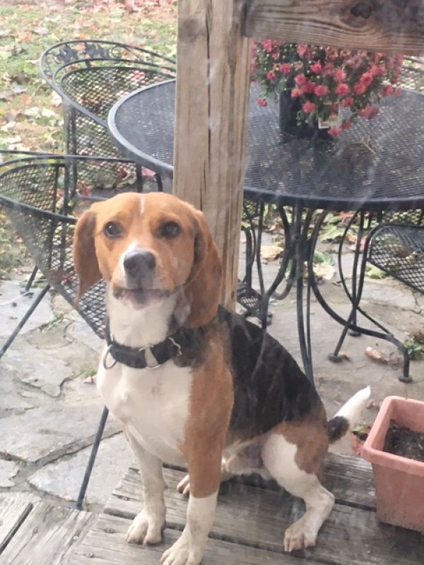Safe Beagle in Baltimore, MD