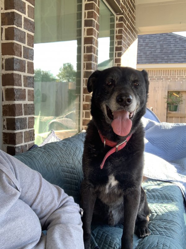 Safe Mutt in Pearland, TX