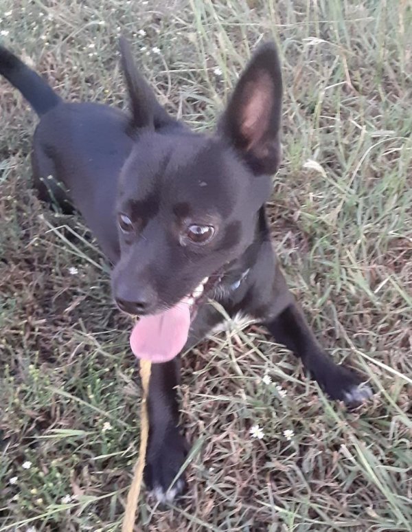 Safe Chihuahua in Denton, TX