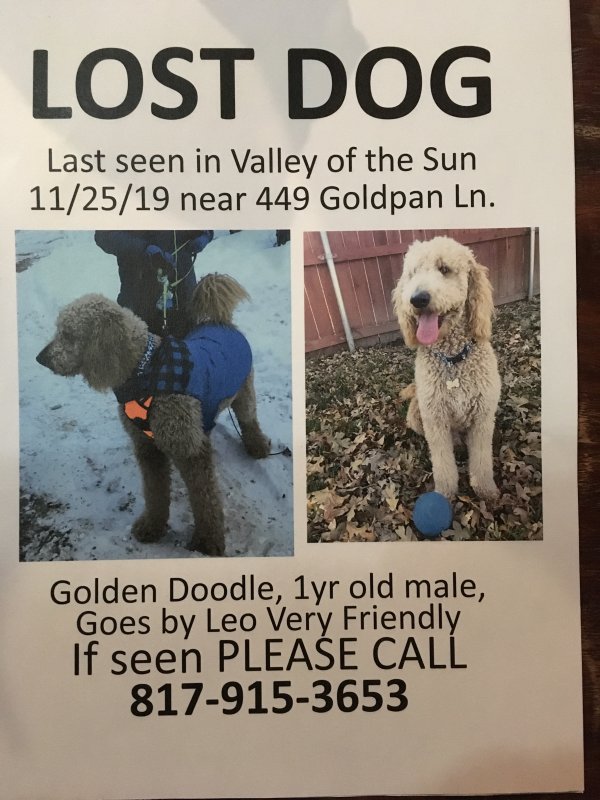 Safe Poodle in Fairplay, CO