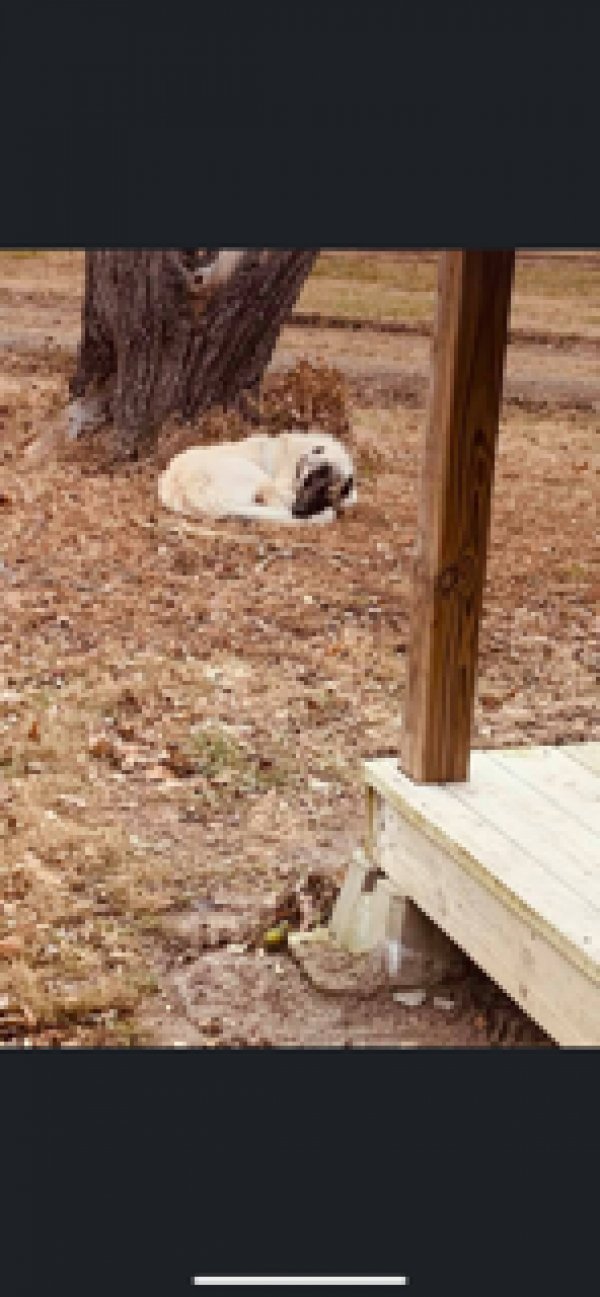 Safe Great Pyrenees in Nowata, OK