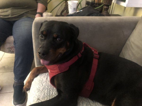 Safe Rottweiler in West Harrison, NY