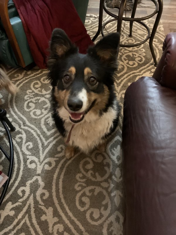 Safe Border Collie in Oroville, CA