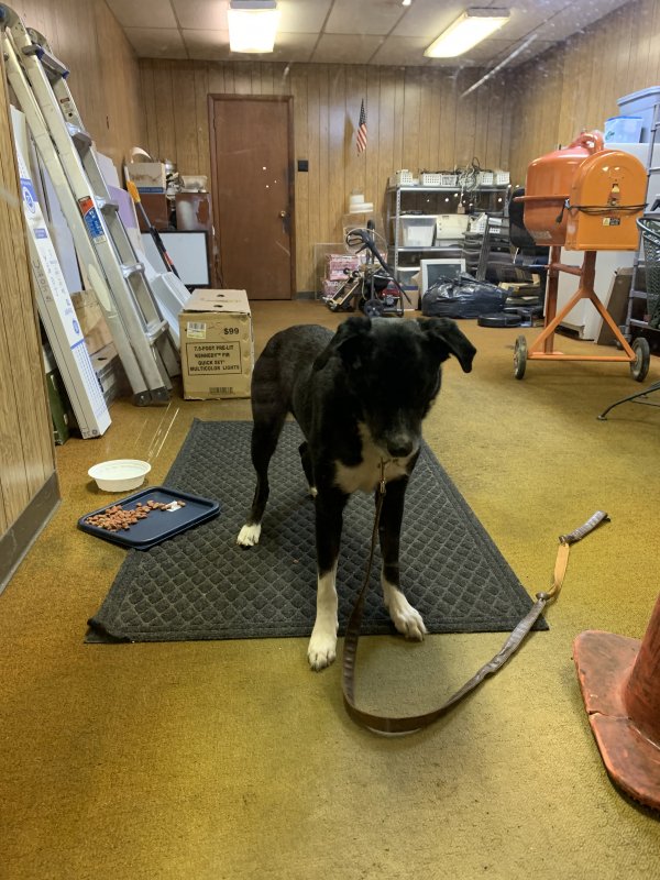 Safe Border Collie in Turtle Creek, PA