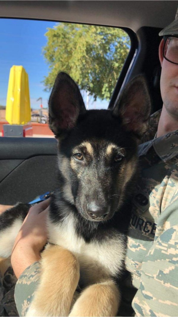 Safe German Shepherd Dog in Glendale, AZ