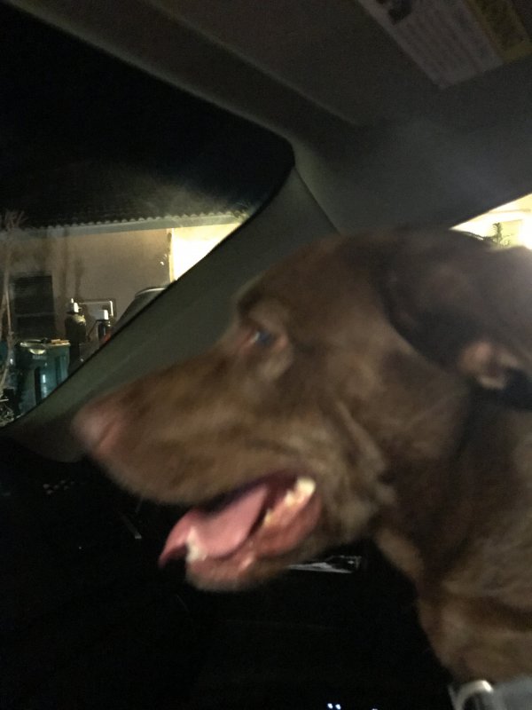 Safe Redbone Coonhound in Naples, FL