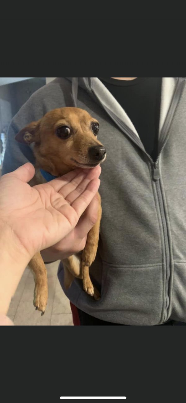 Safe Chihuahua in Oakley, CA