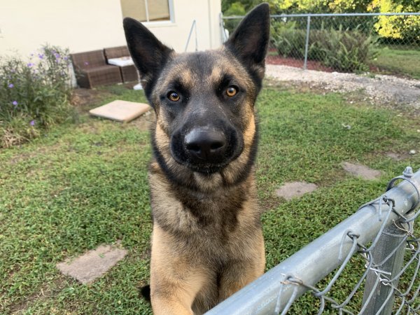 Safe German Shepherd Dog in Fort Lauderdale, FL