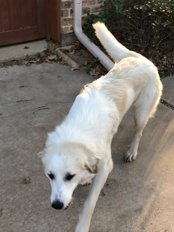 Safe Great Pyrenees in Cleburne, TX