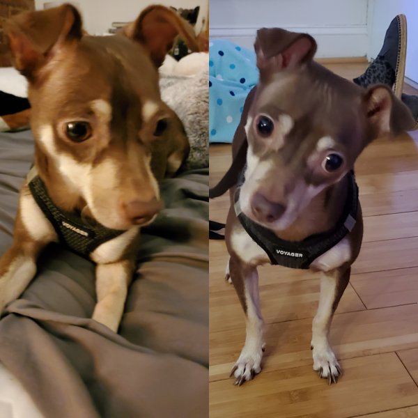 Safe Chihuahua in Astoria, NY