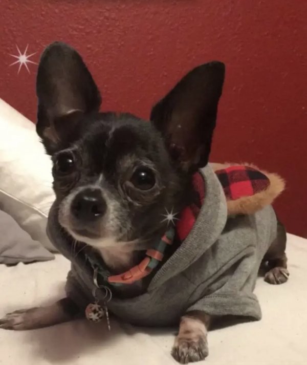 Safe Chihuahua in Empire, CA