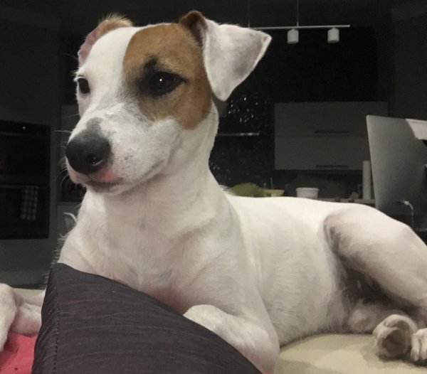 Safe Jack Russell Terrier in Southlake, TX