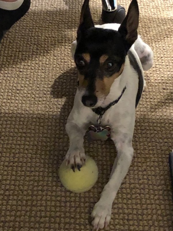 Safe Toy Fox Terrier in Woodinville, WA