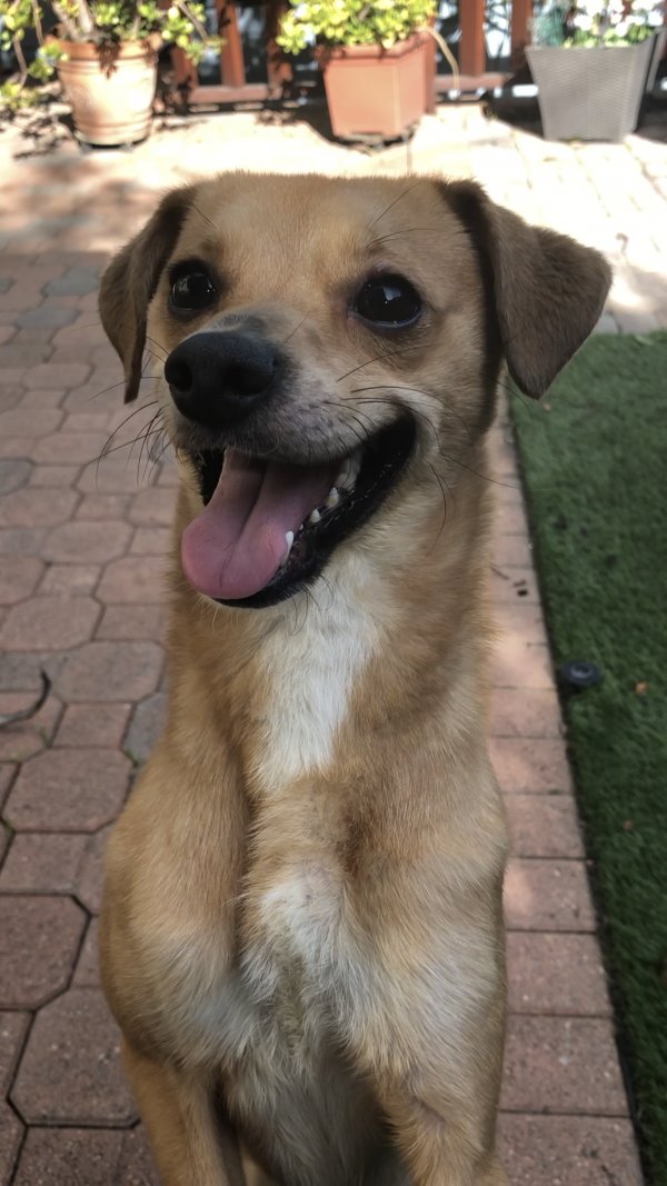 Safe Mutt in Los Angeles, CA