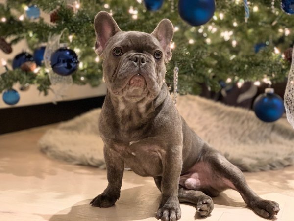 Safe French Bulldog in Los Angeles, CA