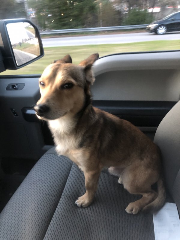 Safe Chihuahua in Atlanta, GA