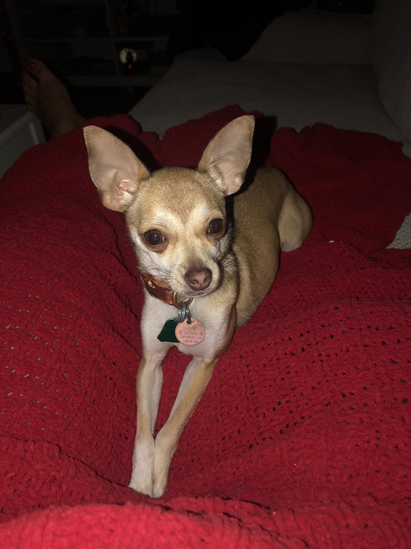Safe Chihuahua in Ridgewood, NY