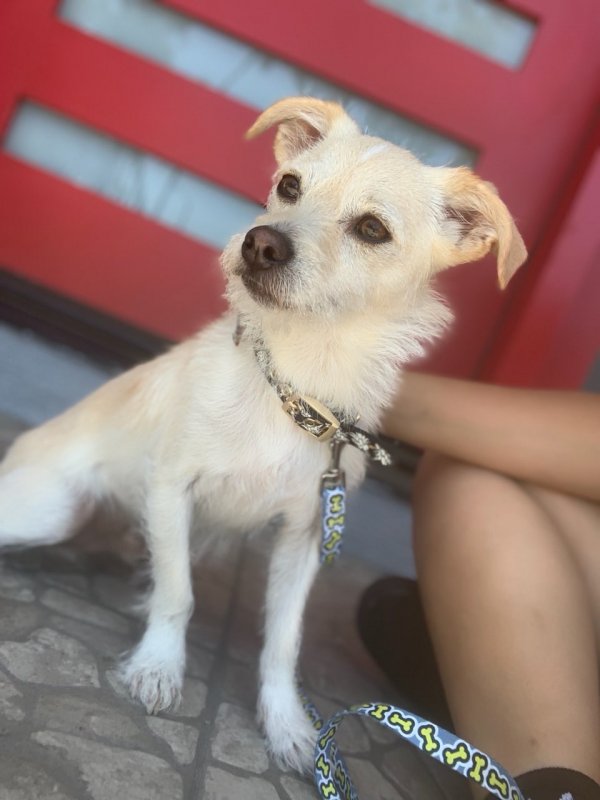 Safe Chihuahua in Montebello, CA