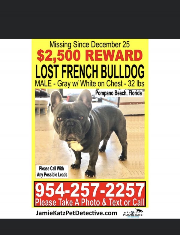 Safe French Bulldog in Pompano Beach, FL