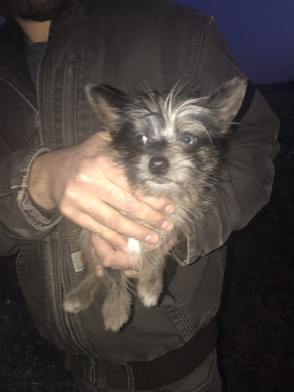 Safe Yorkshire Terrier in South Elgin, IL
