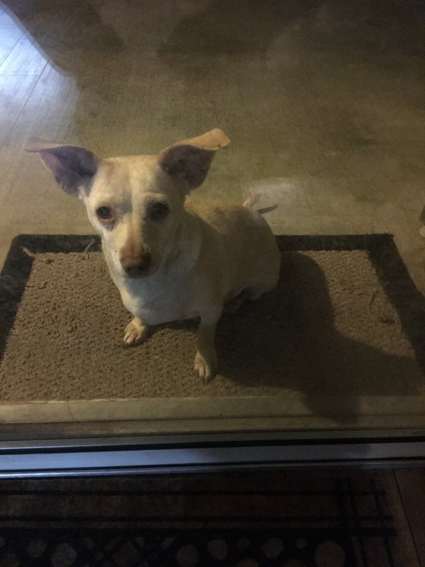 Safe Chihuahua in Walnut Grove, CA