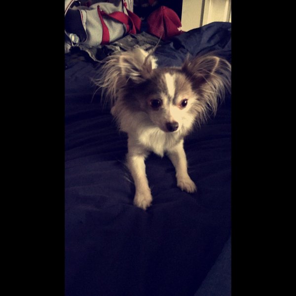 Safe Chihuahua in Kent, WA