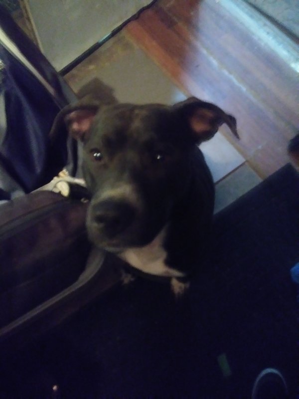 Safe Pit Bull in Conroe, TX