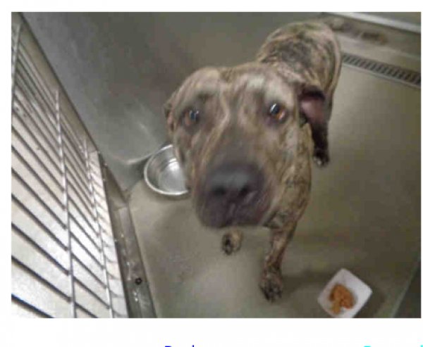 Safe American Staffordshire Terrier in Fort Lauderdale, FL