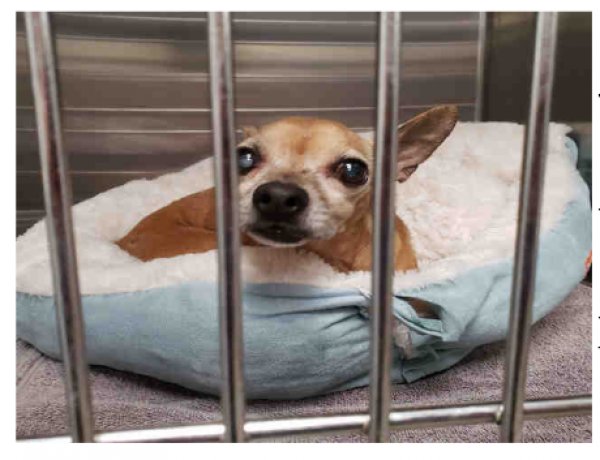 Safe Chihuahua in Fort Lauderdale, FL