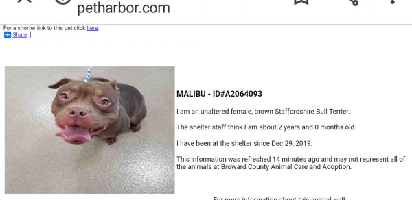Safe American Staffordshire Terrier in Hollywood, FL