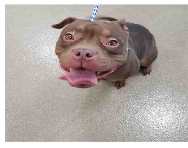 Safe American Staffordshire Terrier in Hollywood, FL