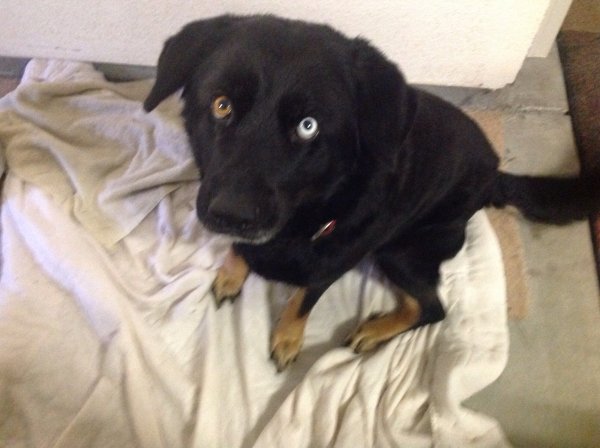 Safe Labrador Retriever in Oakley, CA
