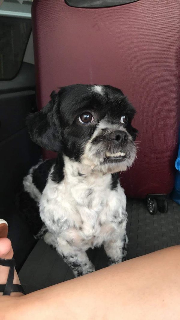 Safe Shih Tzu in Youngsville, NC