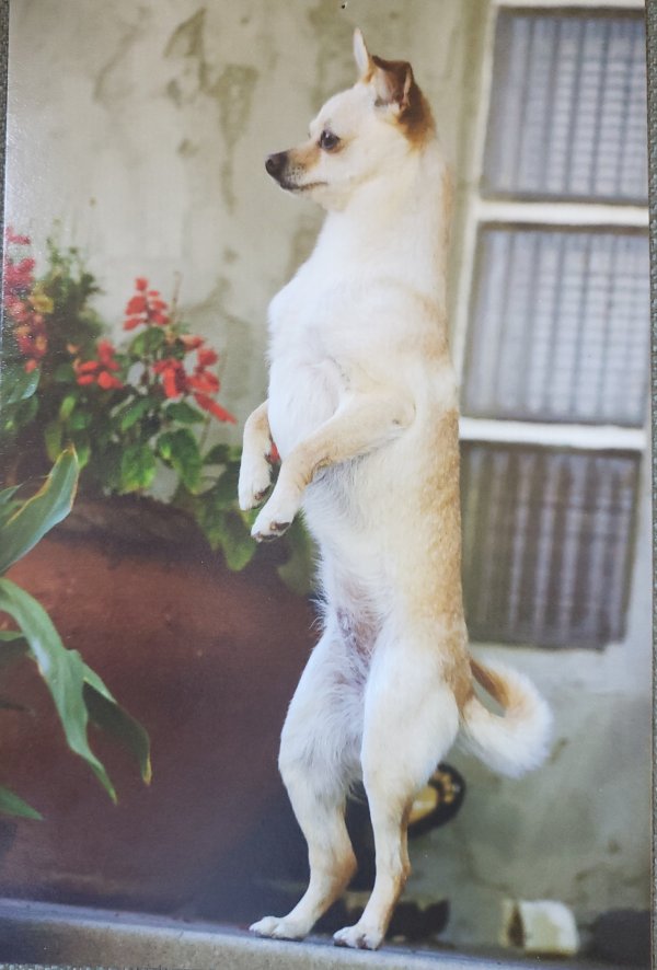 Safe Chihuahua in Ramona, CA
