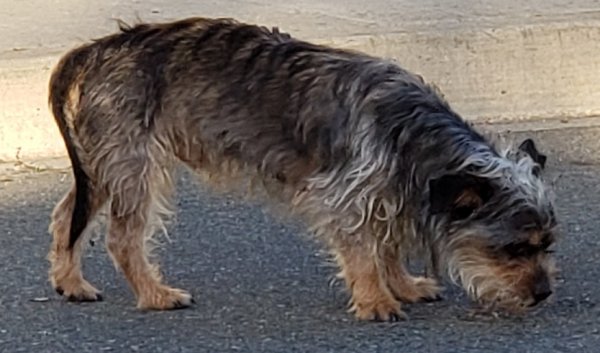 Safe Border Terrier in Pittsburg, CA