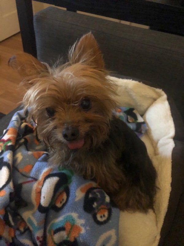 Safe Yorkshire Terrier in Long Beach, CA