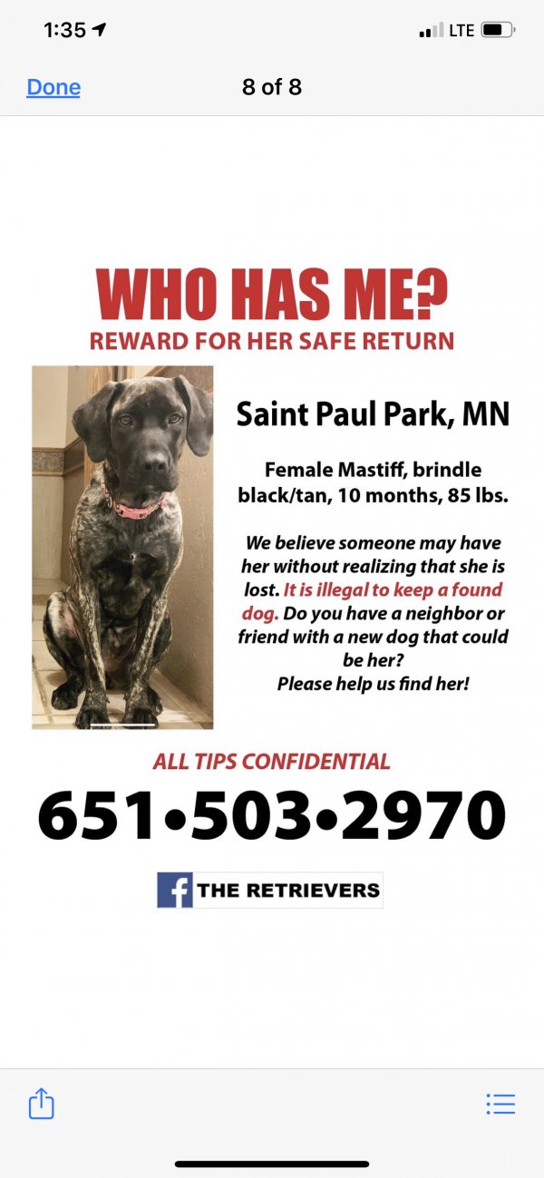 Safe Mastiff in Saint Paul Park, MN