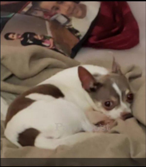 Stolen Chihuahua in Lynn, MA US