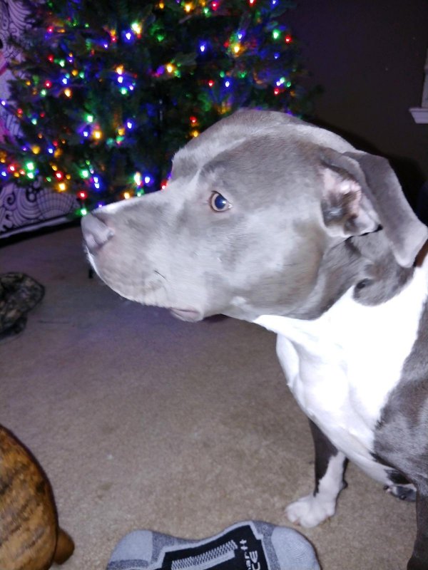 Safe Pit Bull in Harker Heights, TX