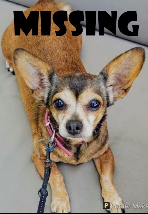 Safe Chihuahua in Orange, CA