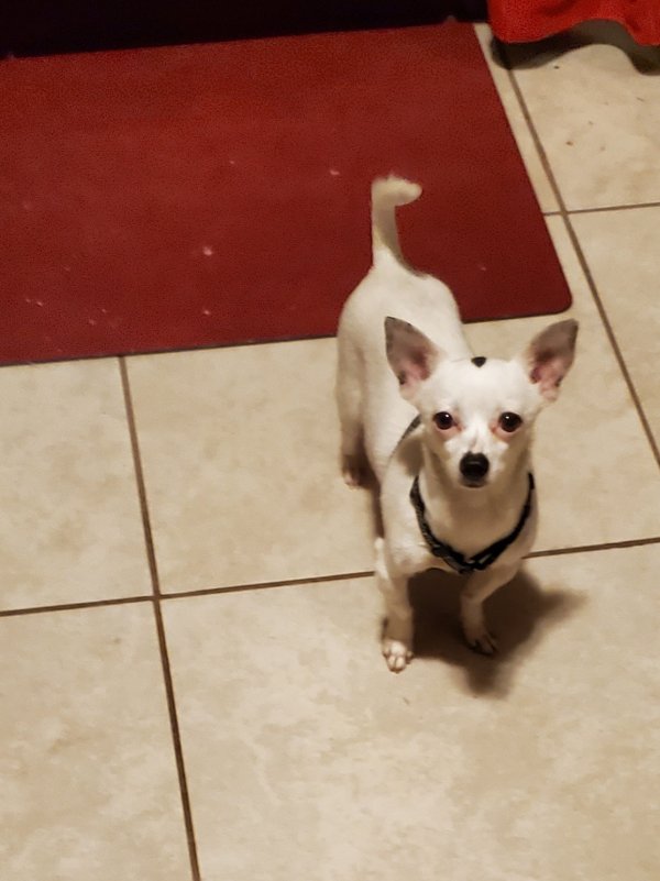 Safe Chihuahua in North Hollywood, CA