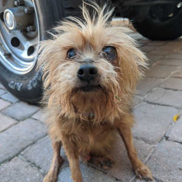 Safe Yorkshire Terrier in Homestead, FL